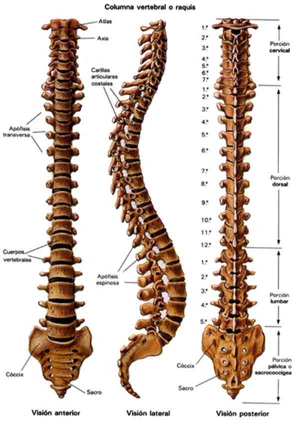 nervios cervicales