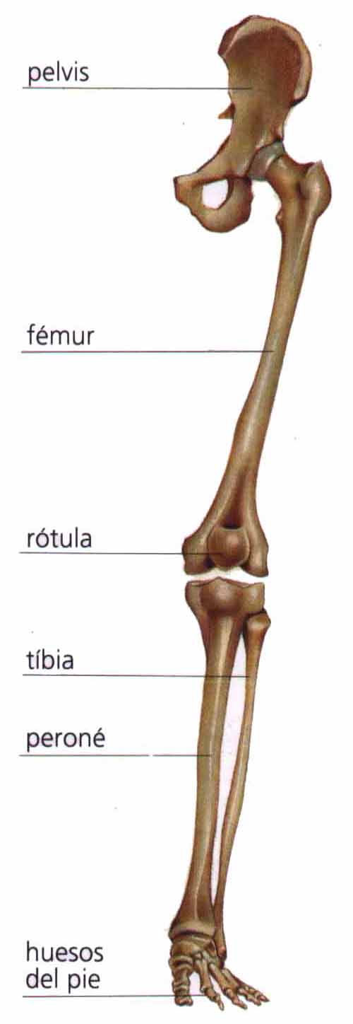 piernas del sistema esquelético